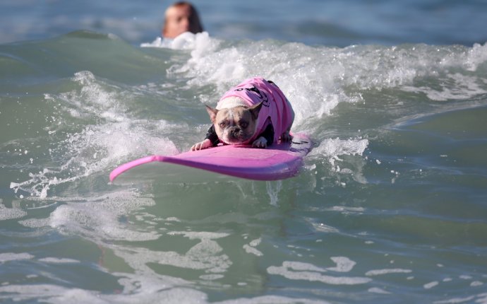 Смелые собаки соревновались в умении плавать на серфинге